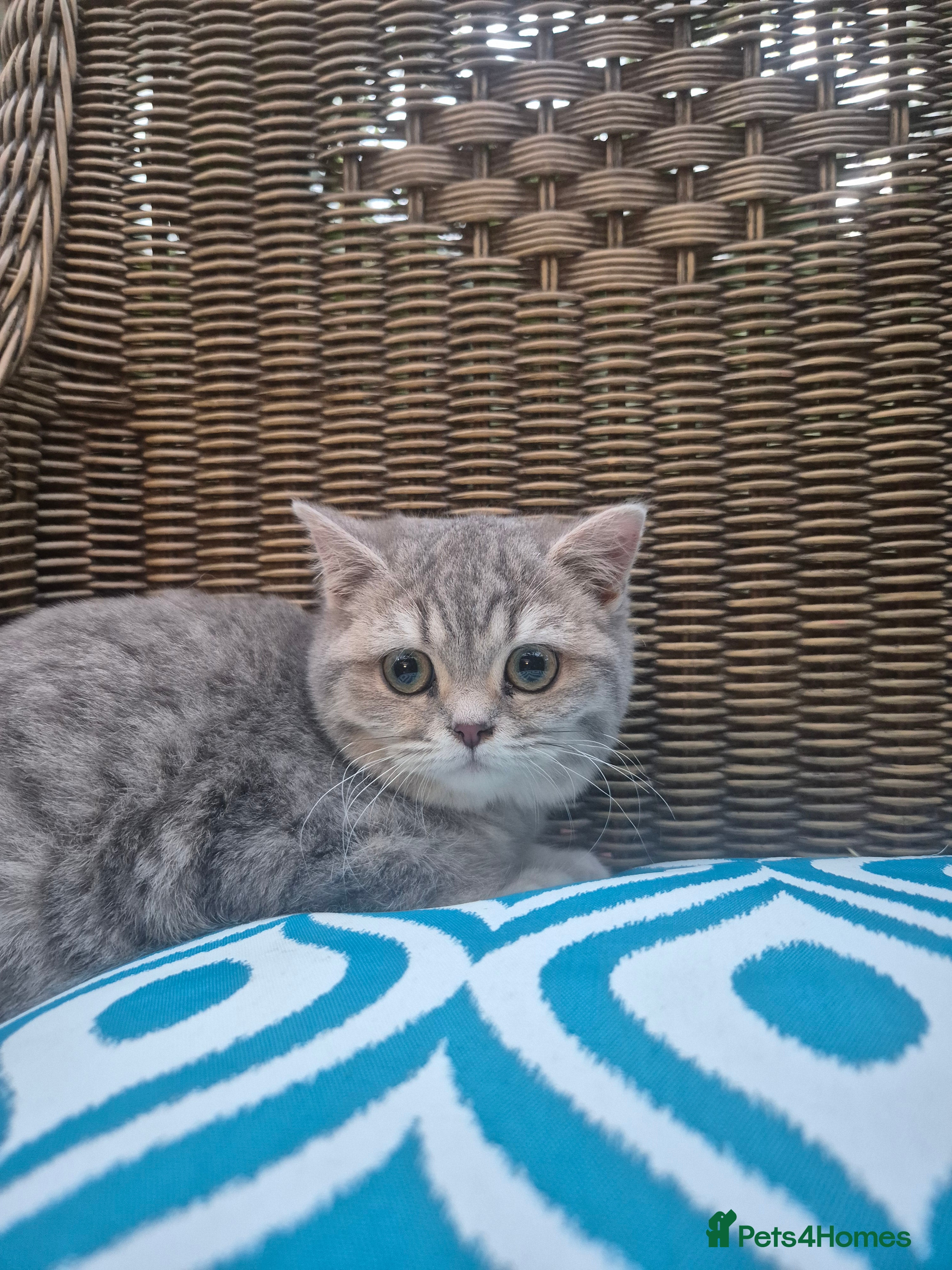 British Shorthair cats 🧡 Registered British shorthair-READ CAREFULLY - Advert 3