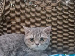 British Shorthair cats 🧡 Registered British shorthair-READ CAREFULLY - Advert 3