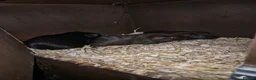 Guinea Pig rodents for sale: Guinea pig babies  - Advert 6