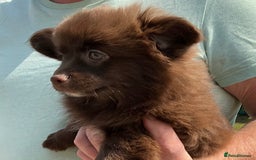 Pomchi dogs for sale: Pomchi - Image 1
