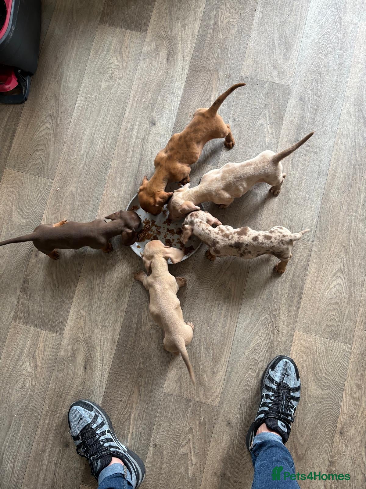 Miniature Dachshund dogs Stunning Miniature dachshunds - Advert 7