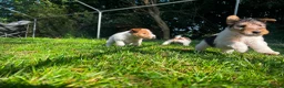 Fox Terrier dogs for sale: Pedigree Wire Haired Fox Terrier puppies for sale - Advert 2