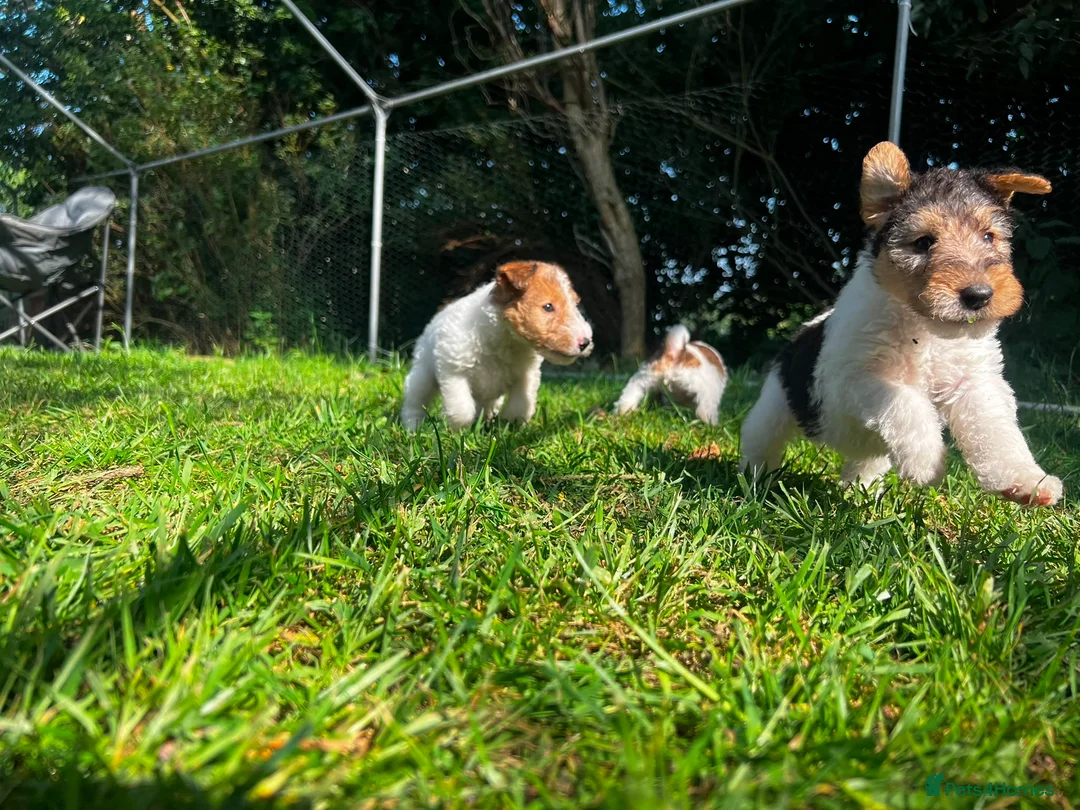 Fox Terrier dogs for sale: Pedigree Wire Haired Fox Terrier puppies for sale - Advert 2