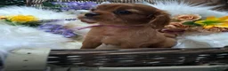 Cavalier King Charles Spaniel dogs for sale: KC Health tested Cavaliers  - Advert 12