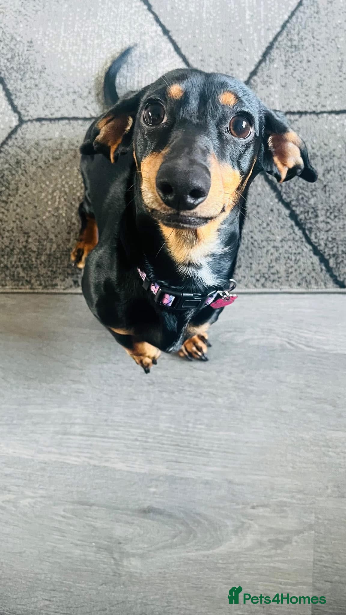 Miniature Dachshund dogs 3 year old miniature dachshund for sale  - Advert 3