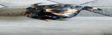 Bella miniature dachshund 