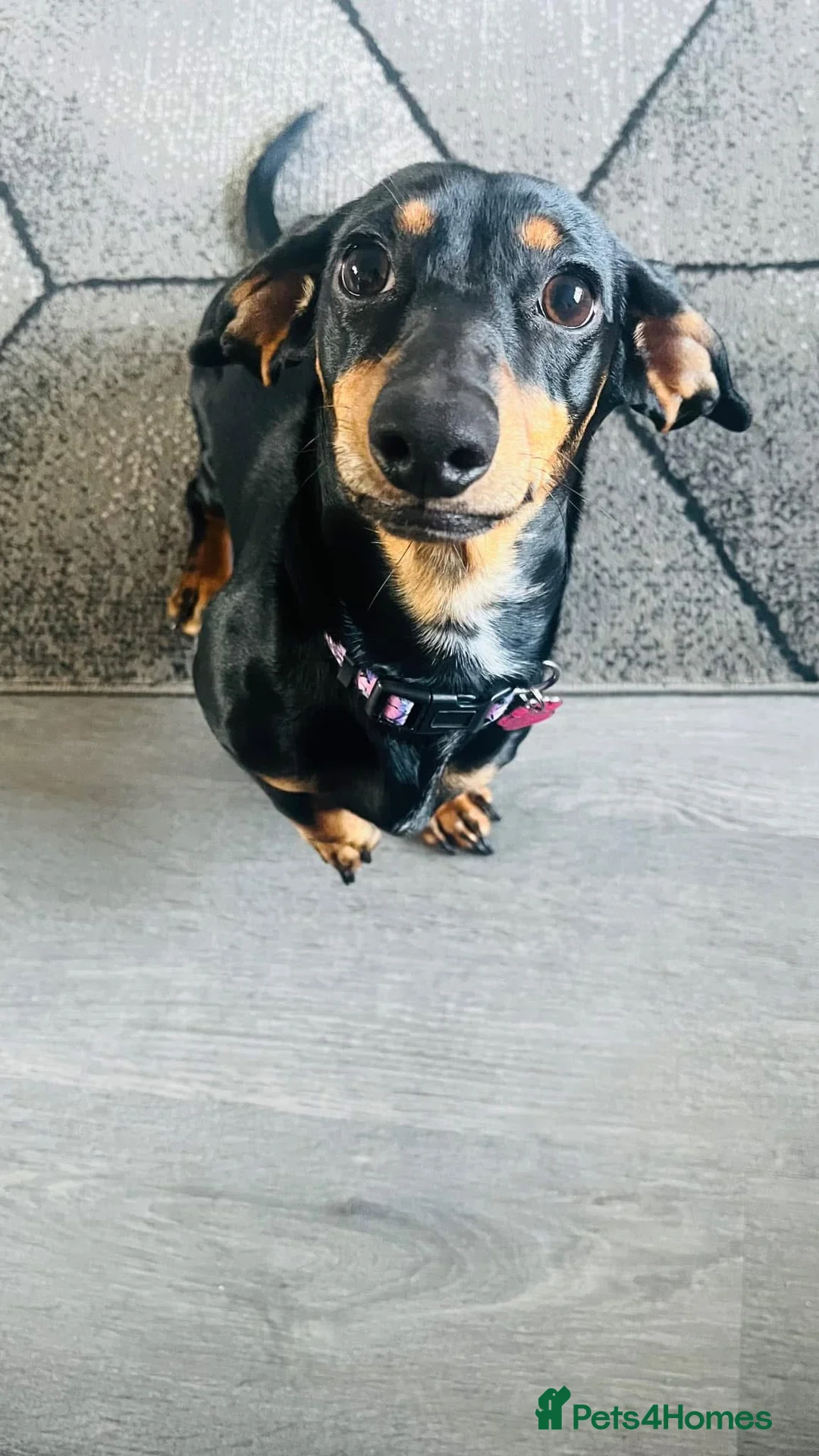 Miniature Dachshund dogs for sale: 3 year old miniature dachshund for sale  - Advert 1