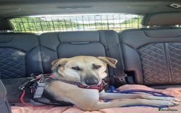 Mixed Breed dogs for adoption: JACK FOR ADOPTION OR FOSTER IN CORNWALL OR DEVON - Image 12