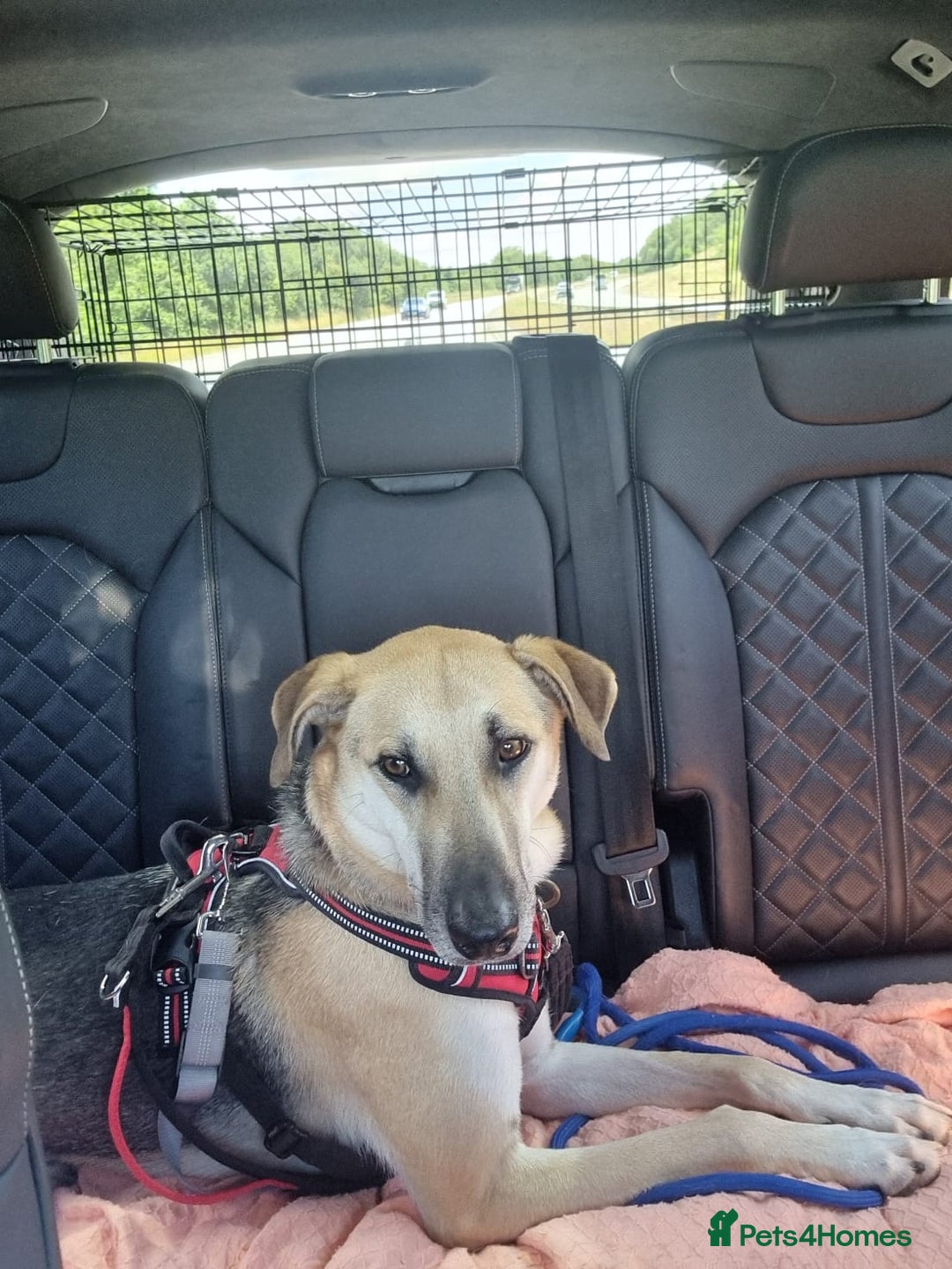 Mixed Breed dogs for adoption: JACK FOR ADOPTION OR FOSTER IN CORNWALL OR DEVON - Image 12