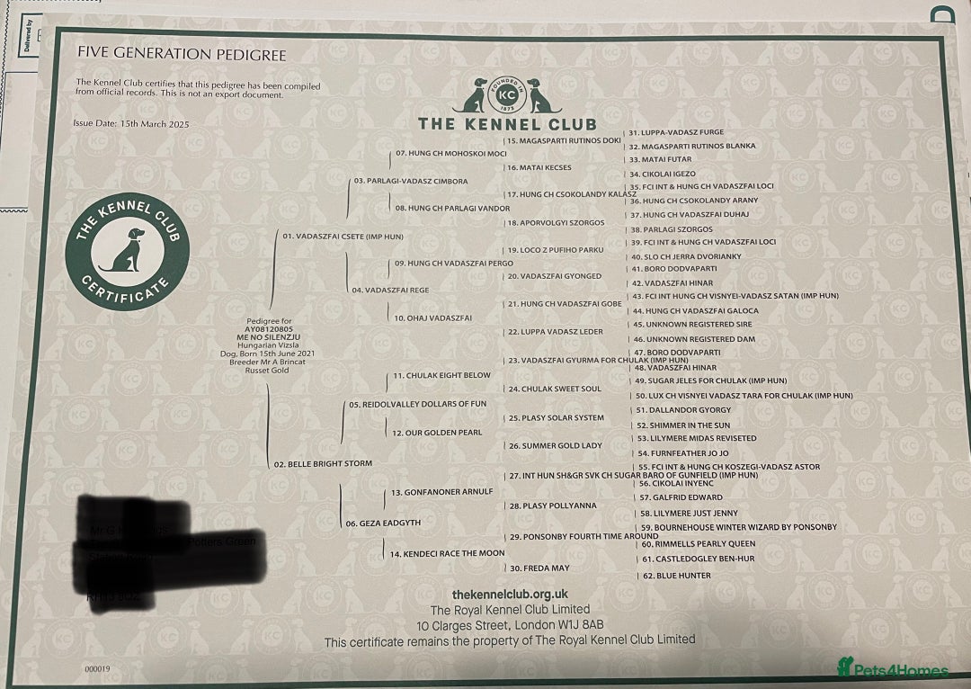 Hungarian Vizsla dogs for stud: KC registered, World Champion blood line stud.  in Horsham - Advert 15