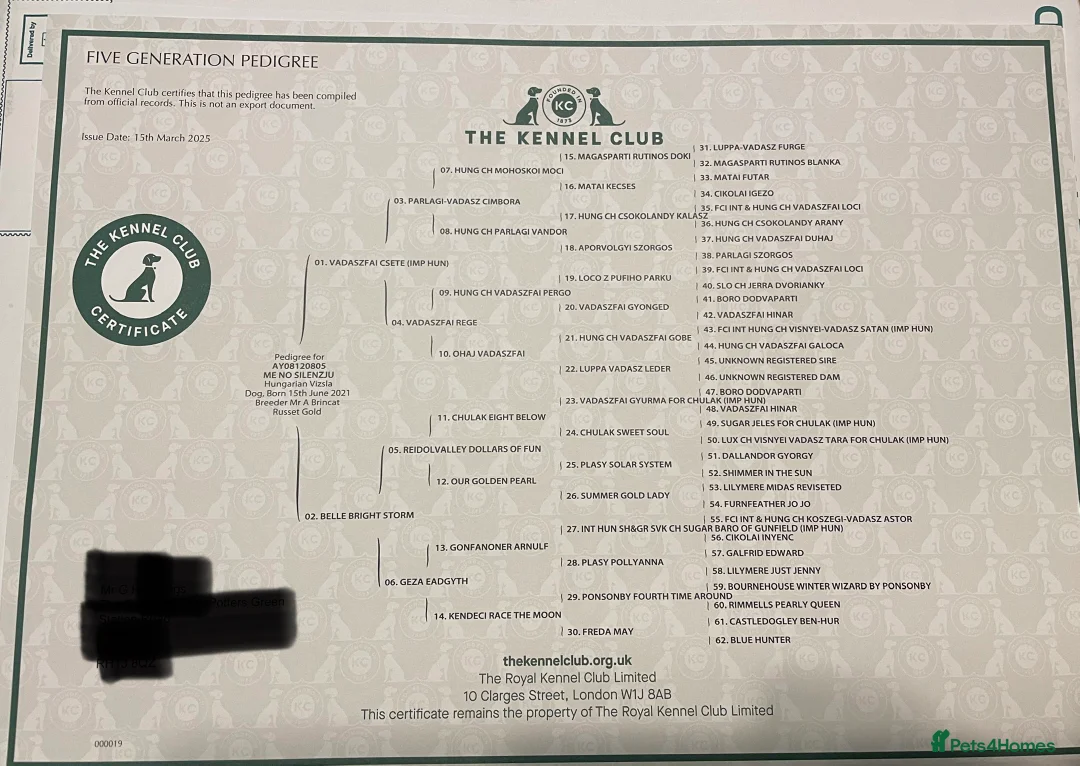 Hungarian Vizsla dogs for stud: KC registered, World Champion blood line stud.  - Advert 15