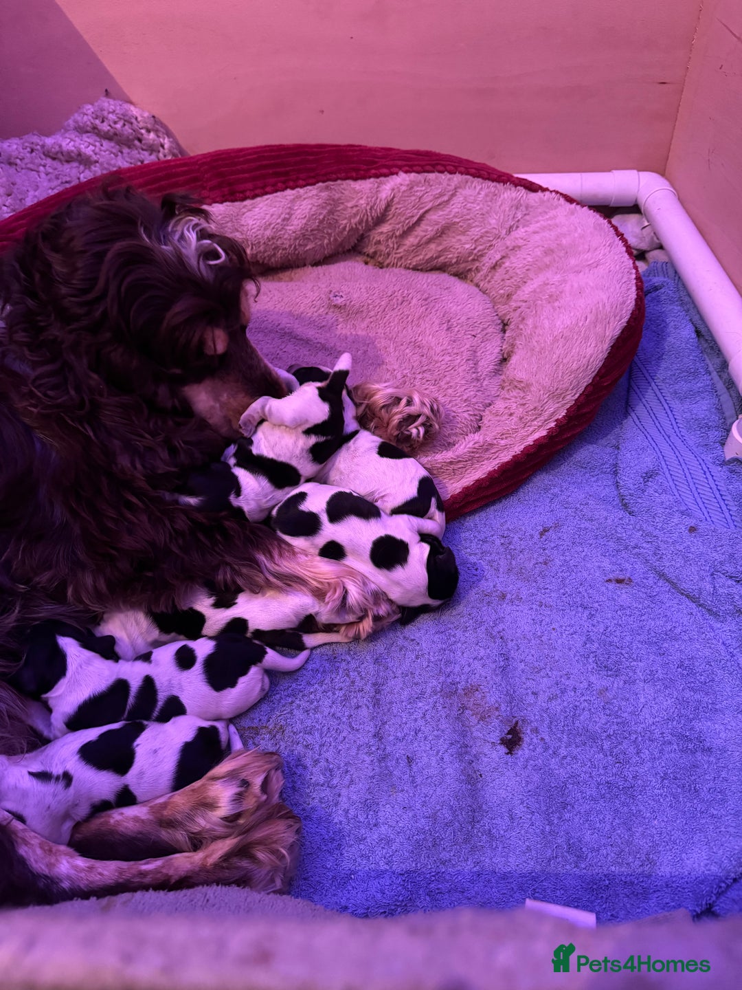 Cocker Spaniel dogs for sale: KC Registered Cocker Spaniels - Blue Roan - Image 9