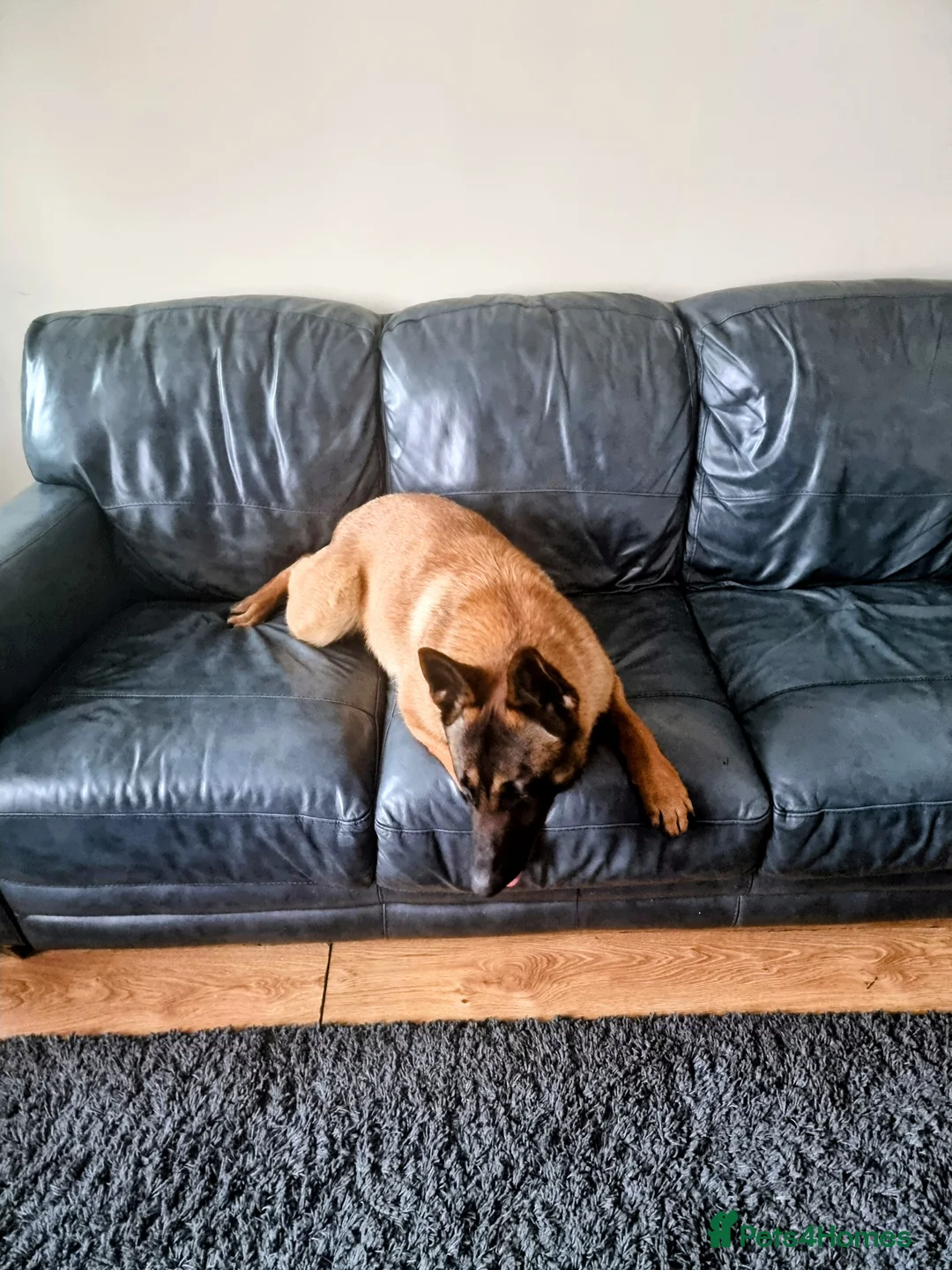 Belgian Shepherd Dog dogs for sale: Robyn in Stoke-on-Trent - Advert 2