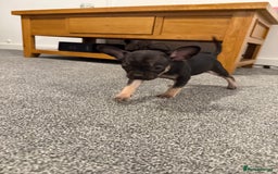Mixed Breed dogs for sale: Frenchie x chihuahua pups - Image 15