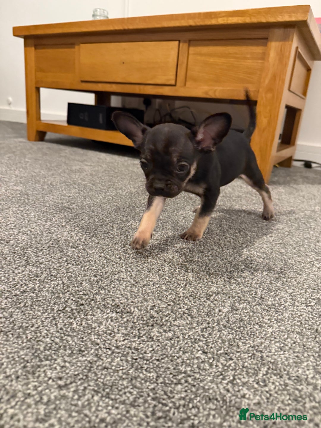 Mixed Breed dogs for sale: Frenchie x chihuahua pups - Image 15