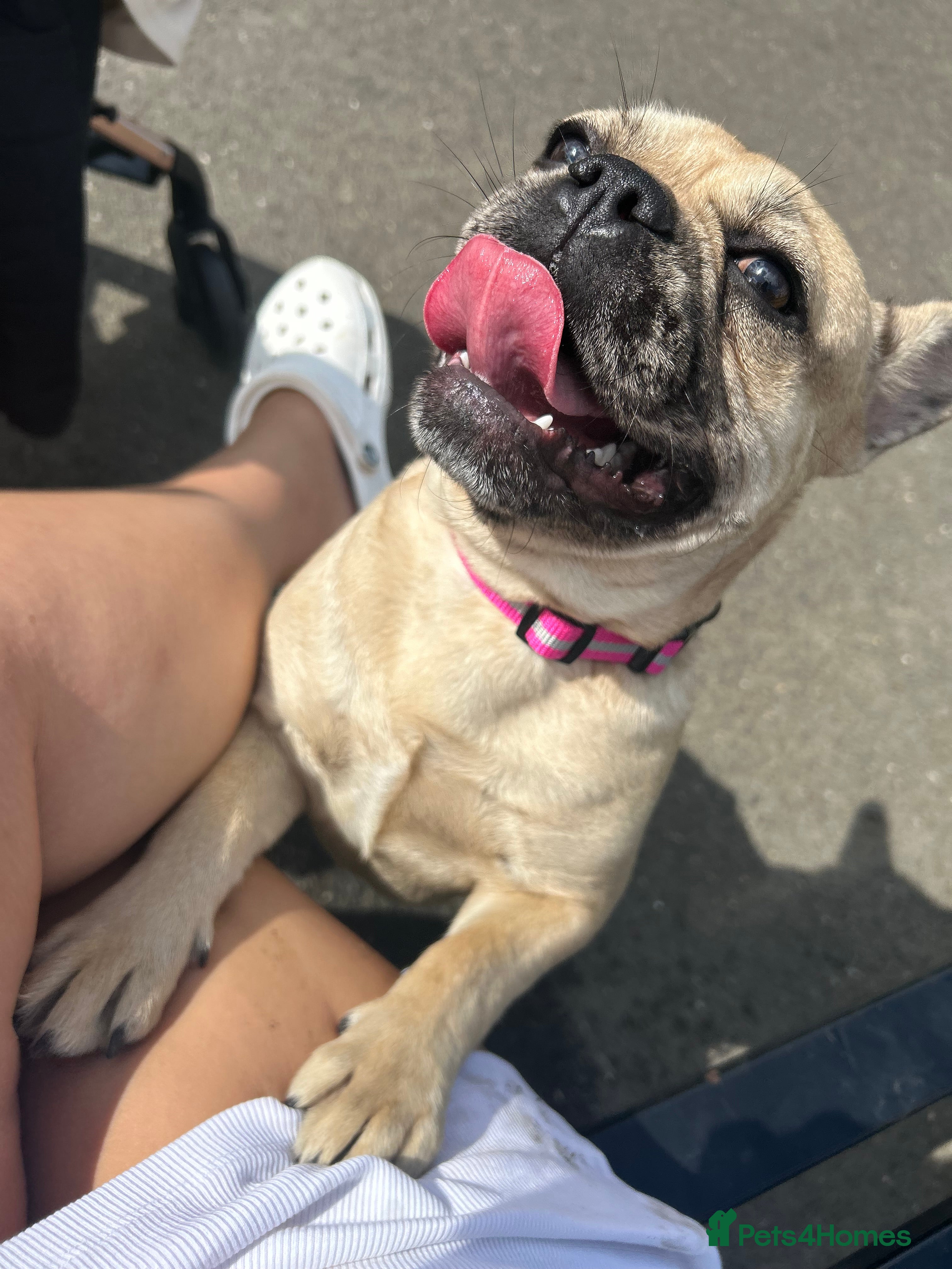 French Bulldog dogs 1 year old girl French bulldog  - Advert 9