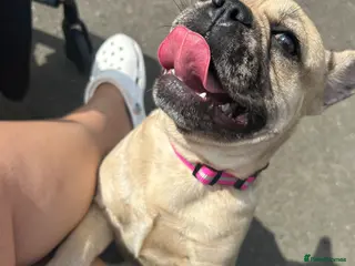 French Bulldog dogs 1 year old girl French bulldog - Advert 2