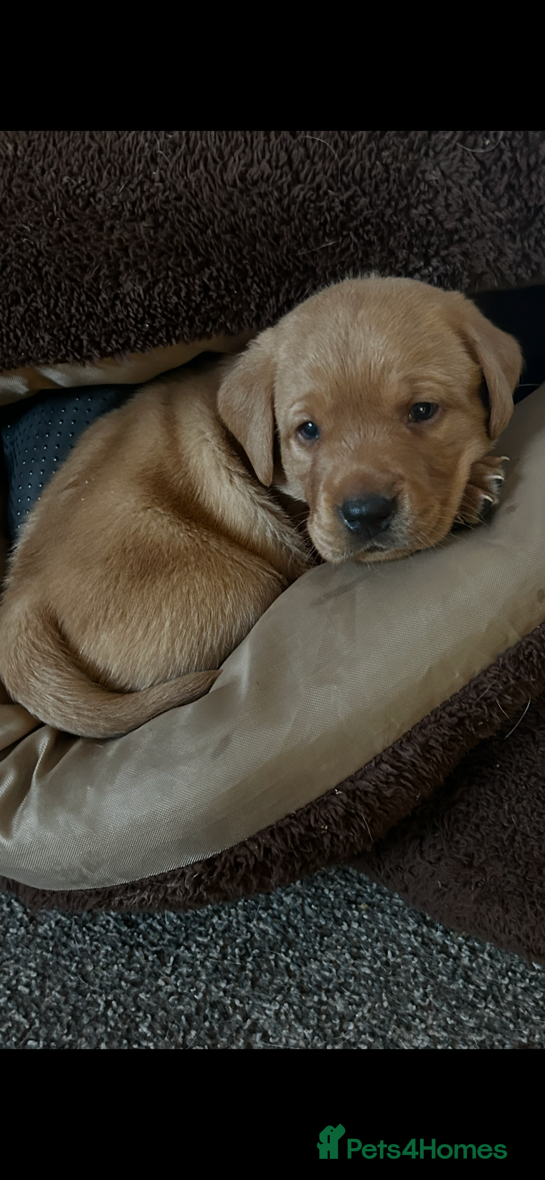 Labrador Retriever dogs for sale: Pure breed Labrador pups  - Advert 5