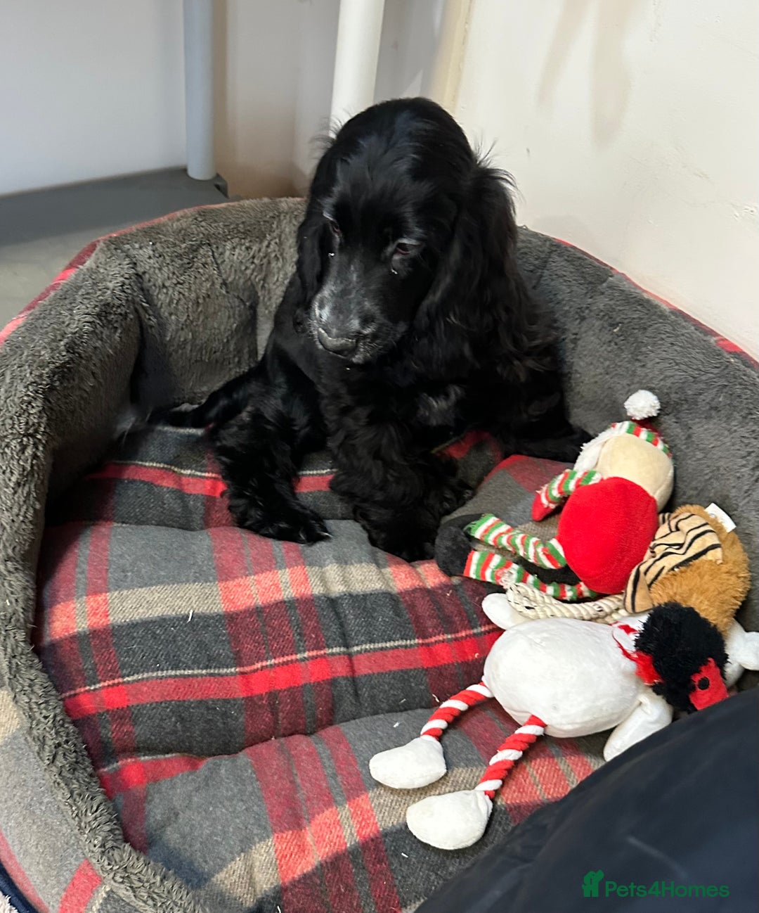 Cocker Spaniel dogs for sale: Handsome 4 month old black boy - Advert 4