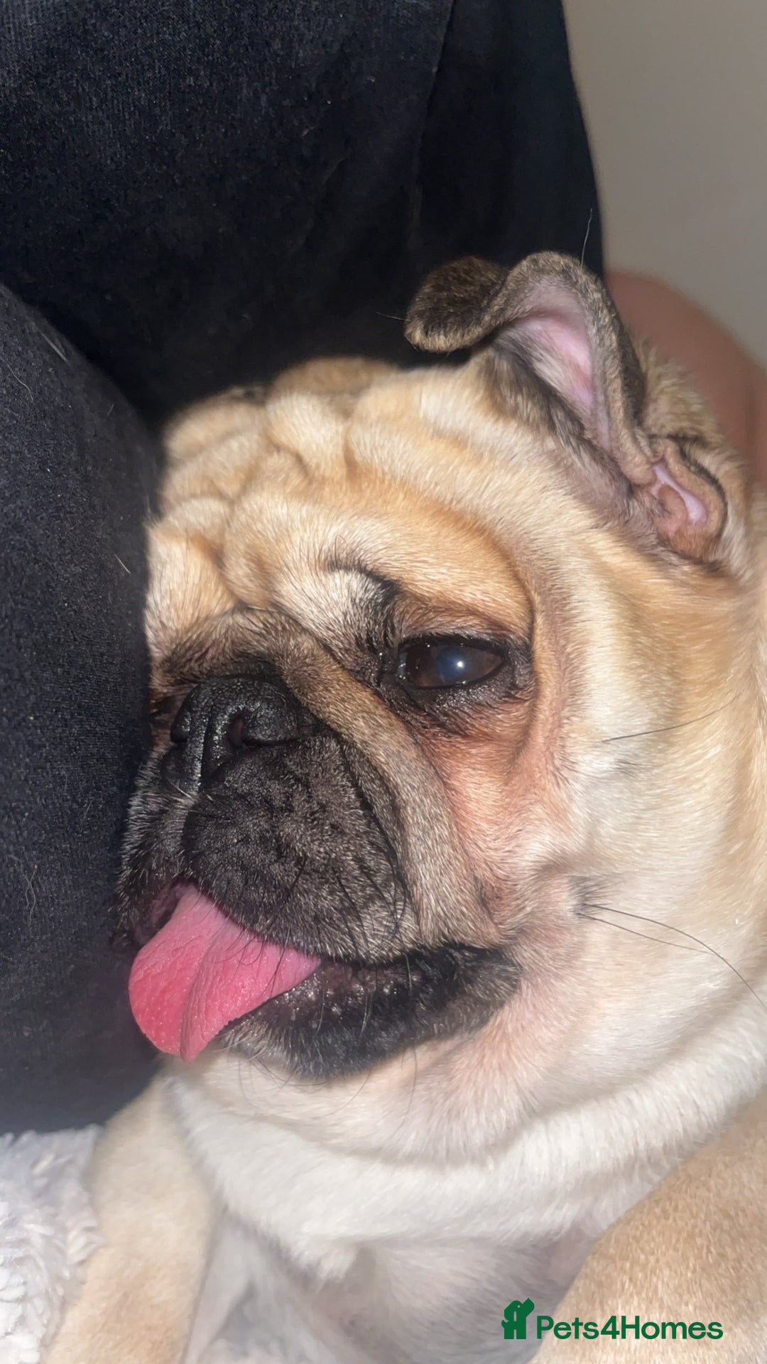 Pug dogs for sale: Skye the pug - Advert 2