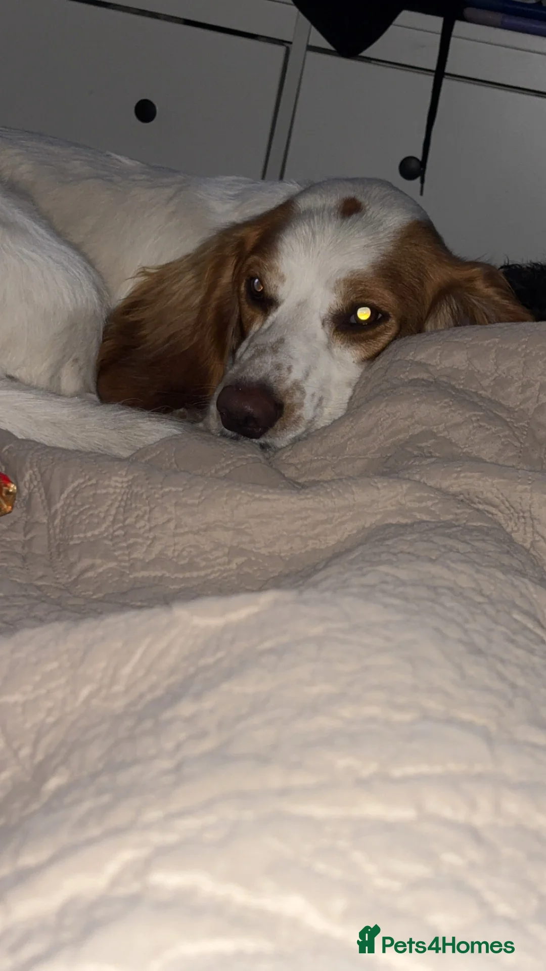 Cocker Spaniel dogs for sale: Rehome max in Fordingbridge - Advert 2