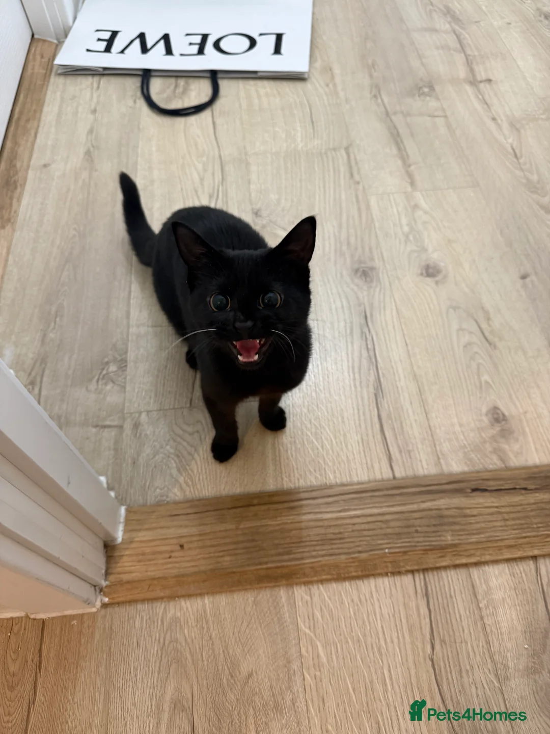 Domestic Shorthair cats for sale: Kiki  - Advert 2