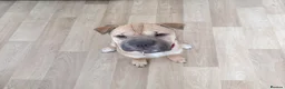 Shar Pei dogs for sale: Female Shar Pei in Yeovil - Advert 2