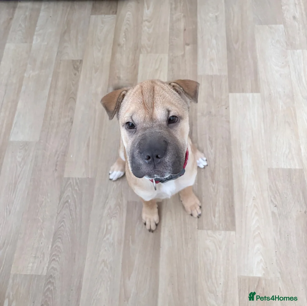 Shar Pei dogs for sale: Female Shar Pei in Yeovil - Advert 2
