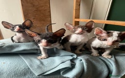 Cornish Rex cats for sale: Cornish rex - gccf registered  - Image 4