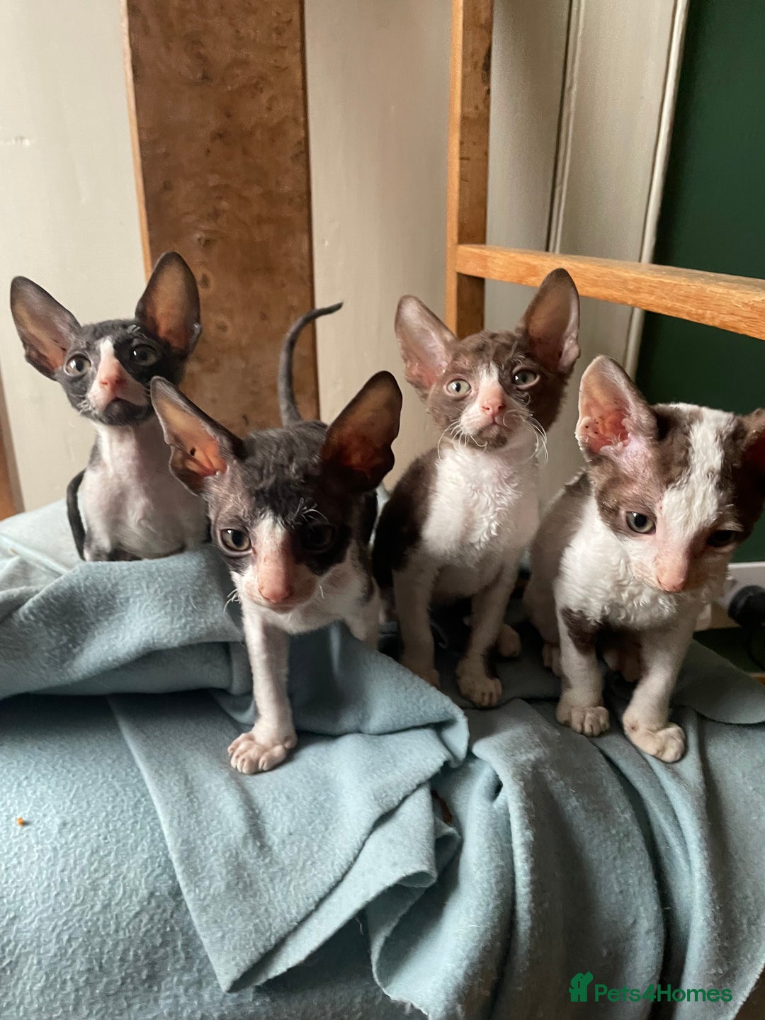 Cornish Rex cats for sale: Cornish rex - gccf registered  - Image 4