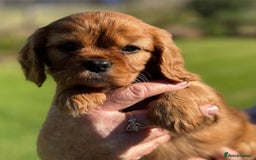 Cavalier King Charles Spaniel dogs for sale: Gorgeous pure Cavalier King Charles Spaniel Pup - Image 6