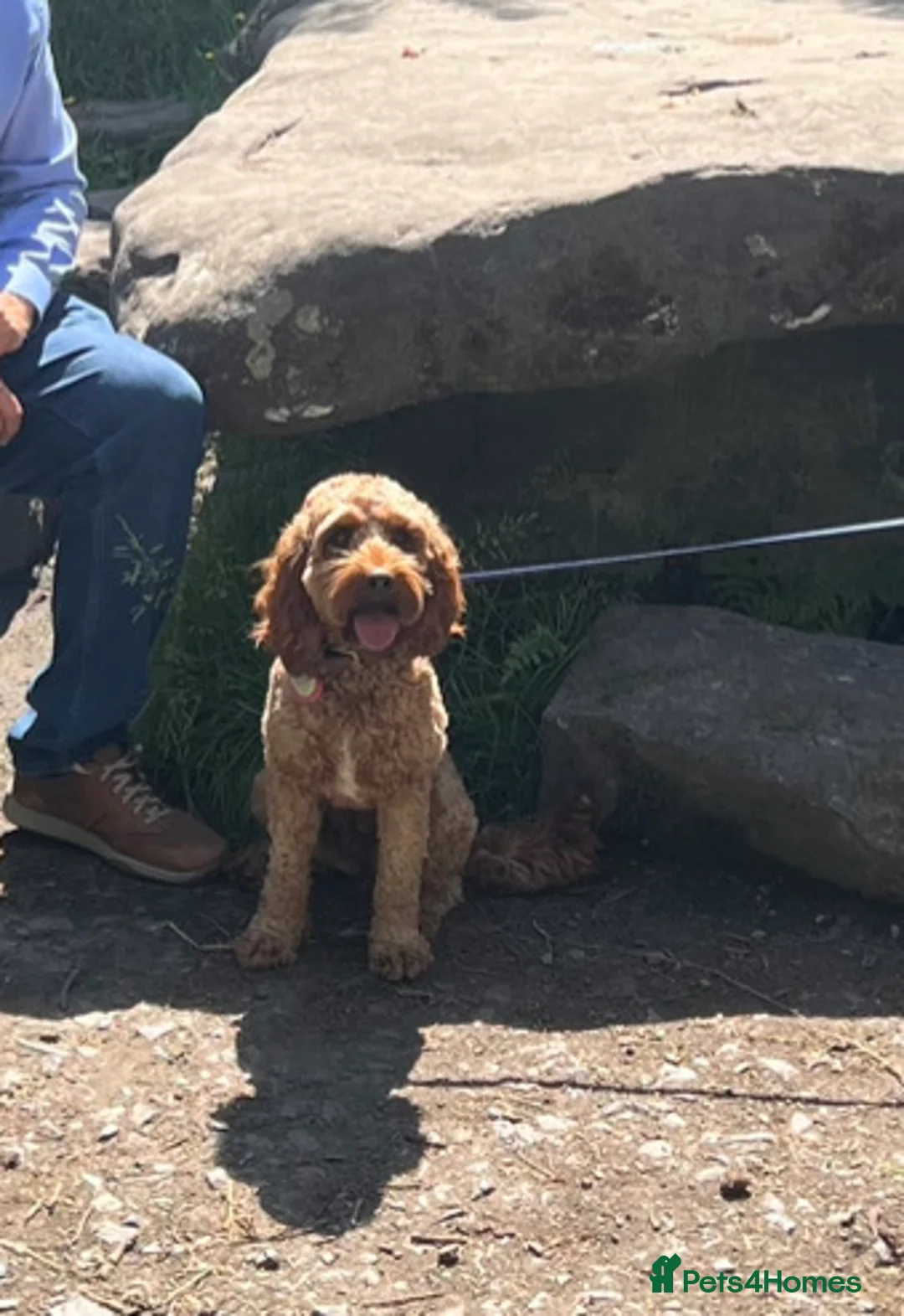 Cavapoo dogs for sale: Reserved Stunning F2 Bitch Available  - Advert 12