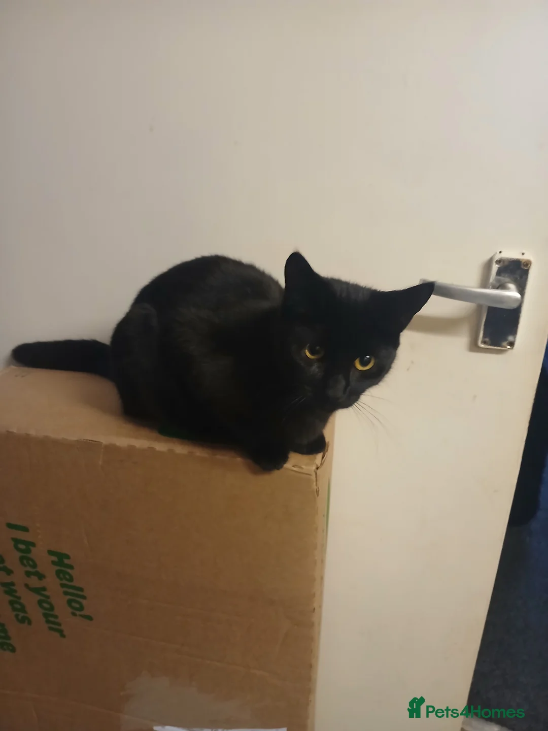 Mixed Breed cats for sale: Mixed breed - Advert 7