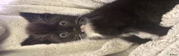 Mixed Breed cats for sale: mixed breed tuxedo kittens - 1 male and female - Advert 12