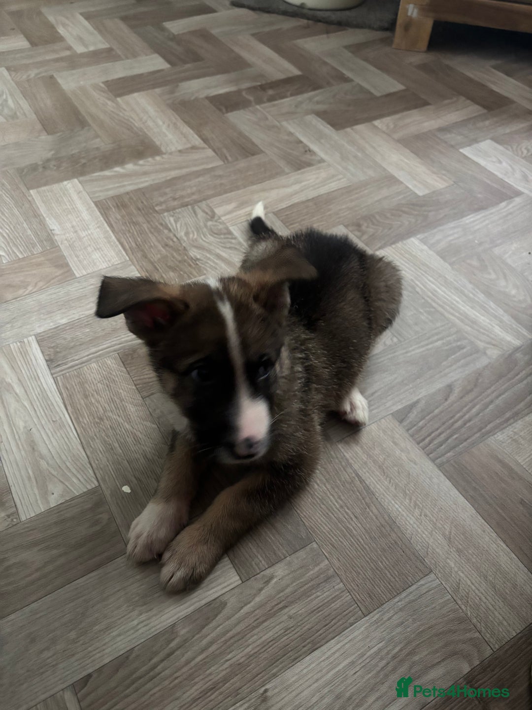 German Shepherd dogs for sale: Czech Shepherd x Akita PUPPIES!!  - Image 3