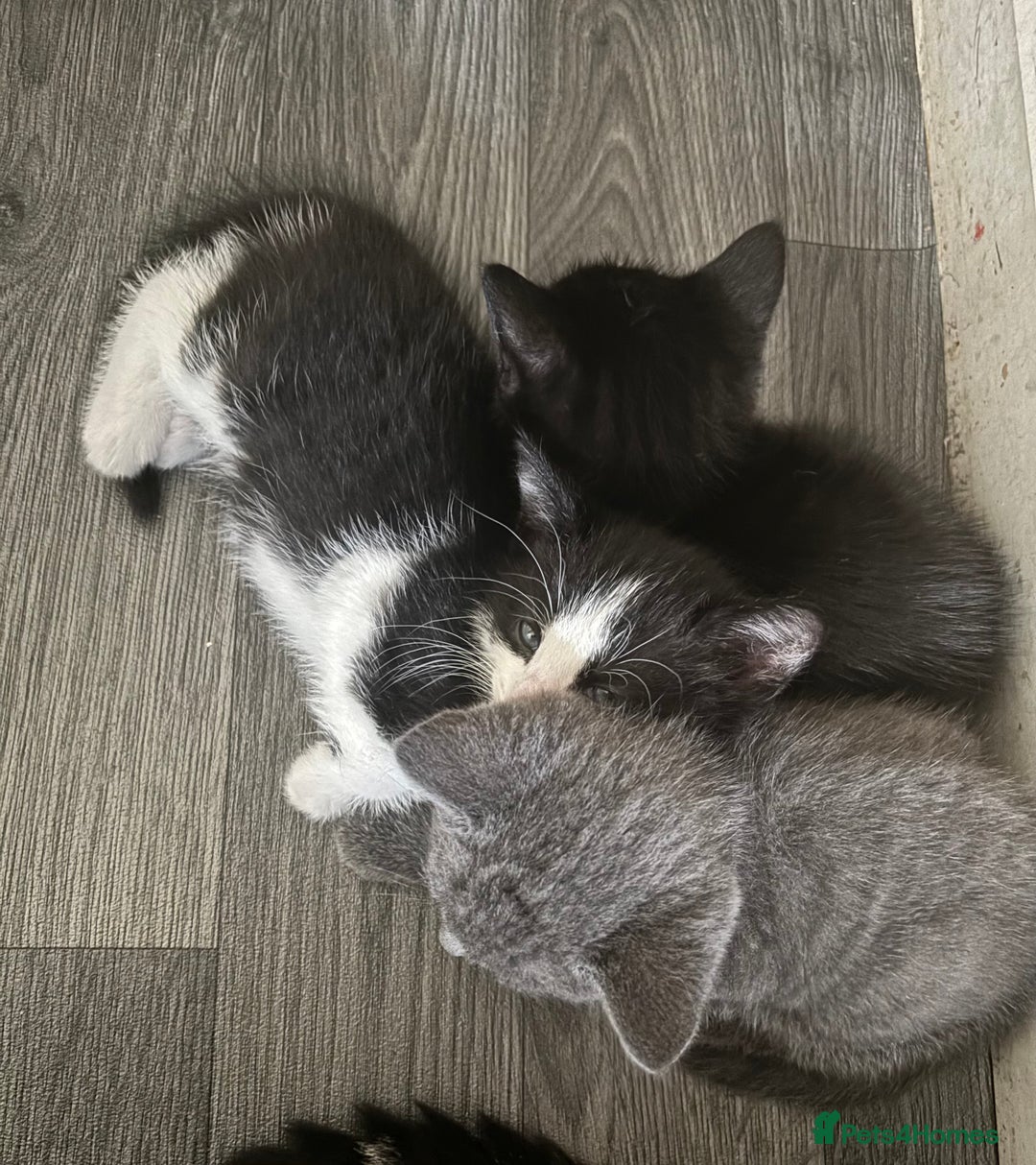 Mixed Breed cats for sale: 3 Beautiful boys  - Image 1
