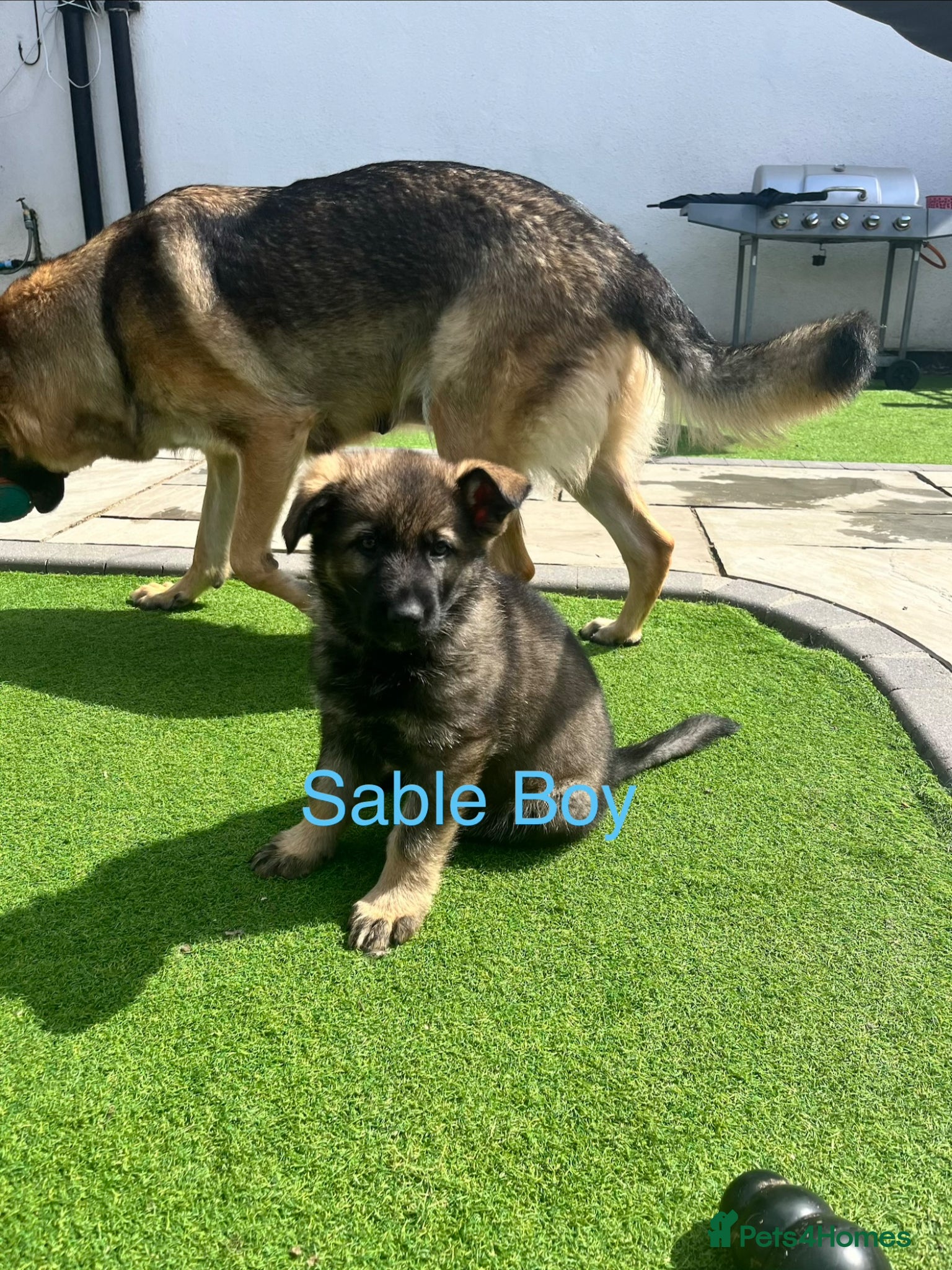 German Shepherd dogs Gorgeous German Shepherd puppies, 8 wks 17th May❤️ - Advert 15