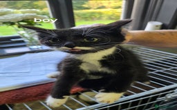 Mixed Breed cats for sale: 3 boys kittens  - Image 3