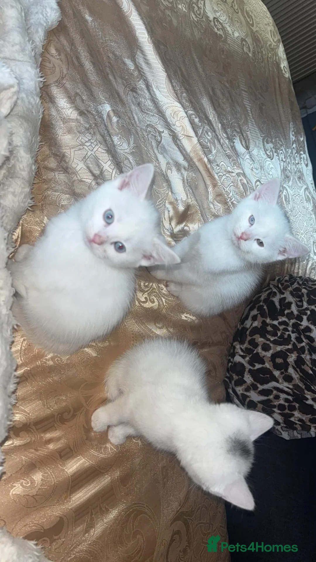 Maine Coon cats for sale: Maine Coon mixed breed - Advert 1