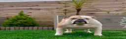 English Bulldog dogs for sale: English Bulldog Puppies  - Advert 11