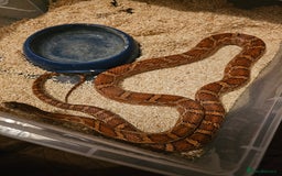 Corn Snake reptiles for sale: Male Normal het scaleless corn snake - Image 2
