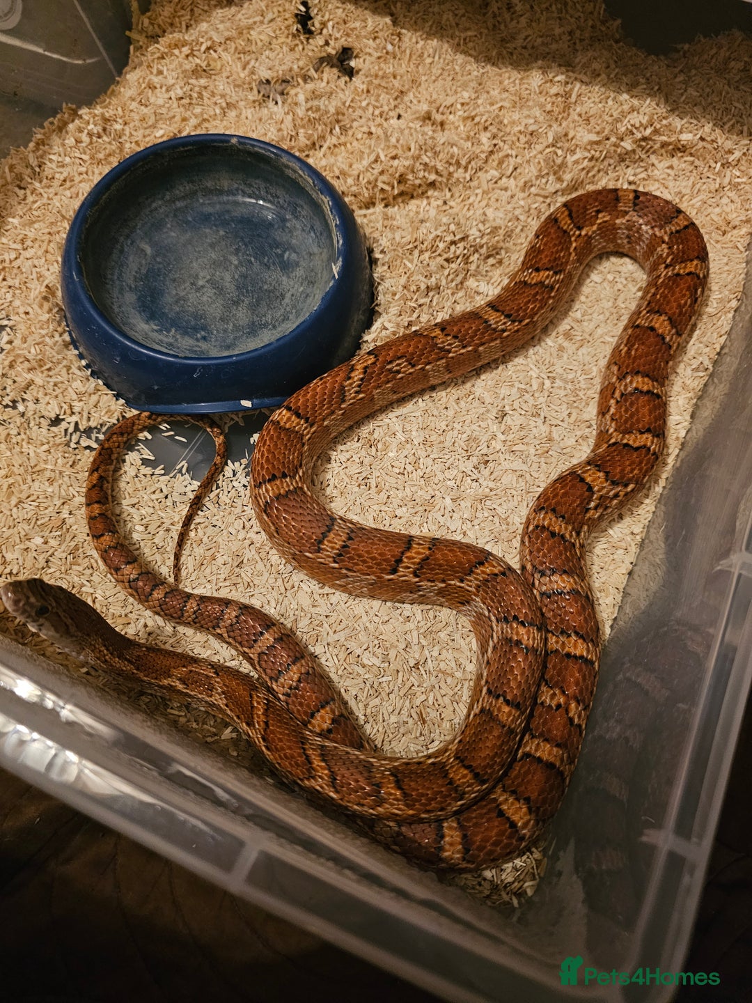 Corn Snake reptiles for sale: Male Normal het scaleless corn snake - Image 2