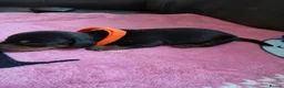 Dachshund dogs for sale: Miniature dachshund puppies  - Advert 9