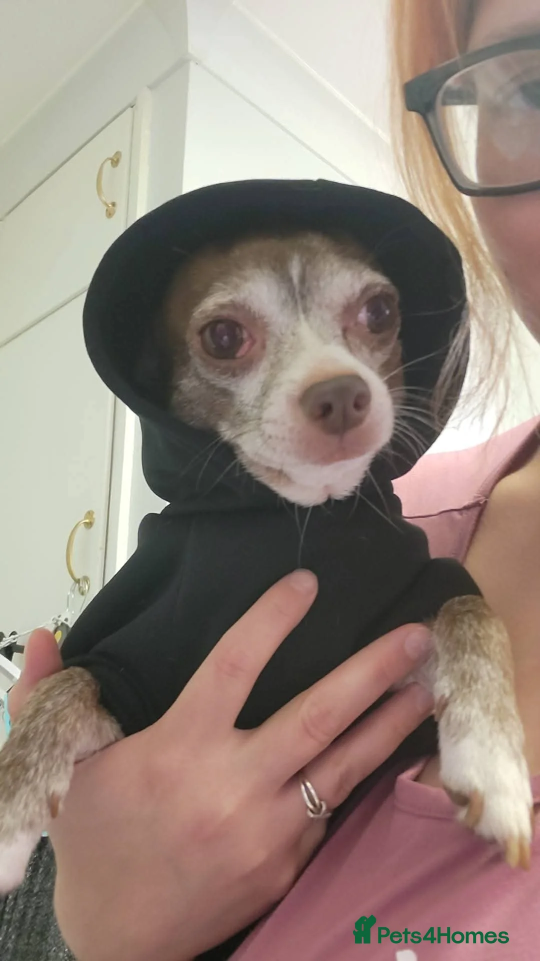 Chihuahua dogs for sale: Sad sale of male chihuahua - Advert 2