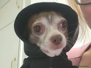 Chihuahua dogs Sad sale of male chihuahua - Advert 1