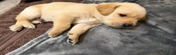 Labrador Retriever dogs for sale: Only 2 golden girls left! Ready for forever homes! - Advert 4