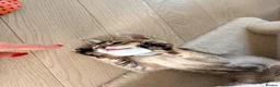 Mixed Breed cats for sale: Beautiful Home Raised Abyssinian Mix Kittens - Advert 5