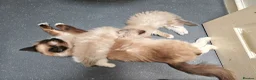 Ragdoll cats for sale: Purebred ragdolls Kittens for sale!  - Advert 6