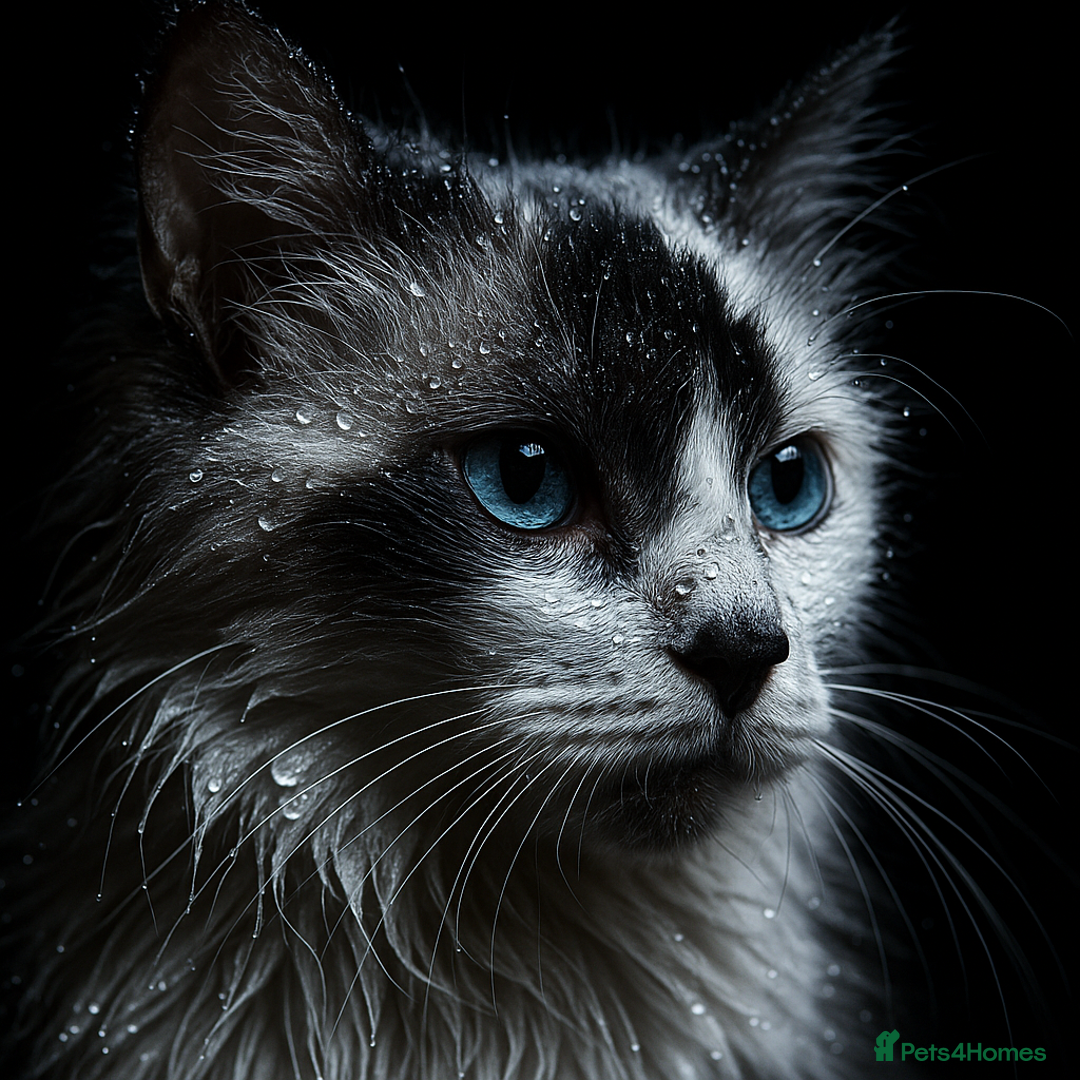 Maine Coon cats for sale: STUNNING MAINE COON BABIES READY NOW  - Image 6
