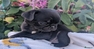 Pug dogs - Advert 7